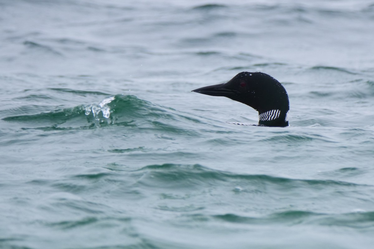 Common Loon - ML604201751