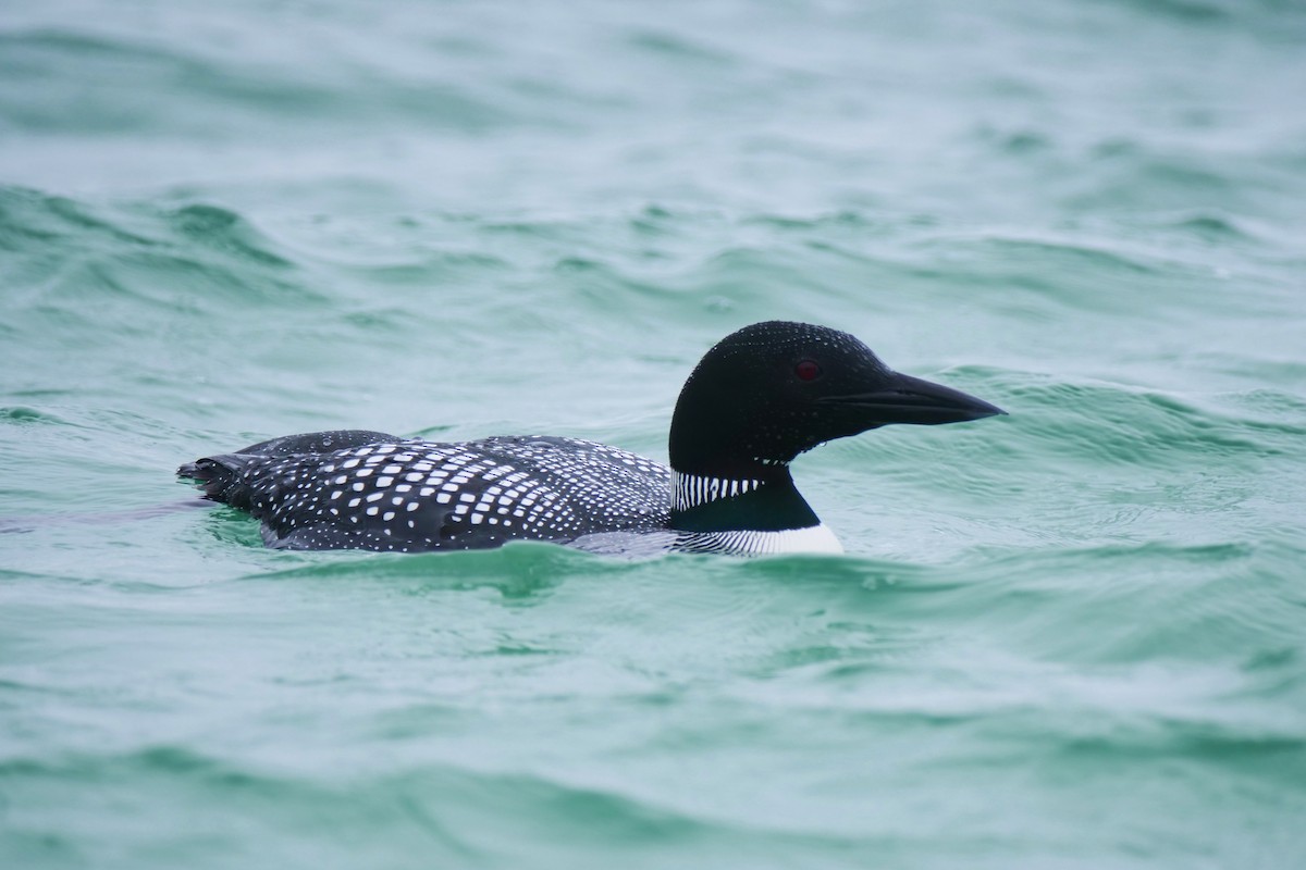 Common Loon - ML604201761