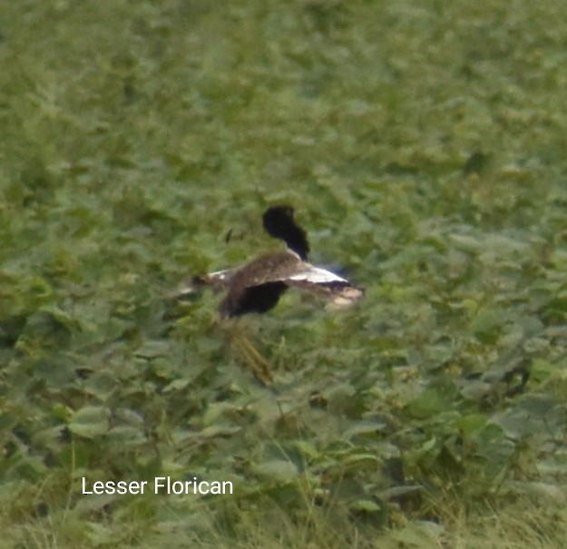 Lesser Florican - ML604201781