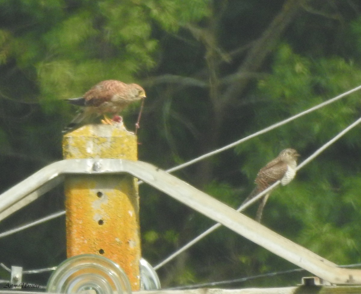 Common Cuckoo - ML604202241