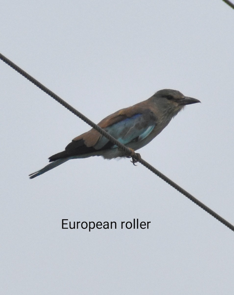 European Roller - ML604202291