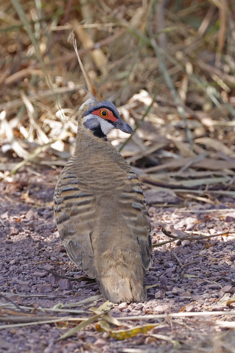 Spinifex Pigeon - Milly Formby