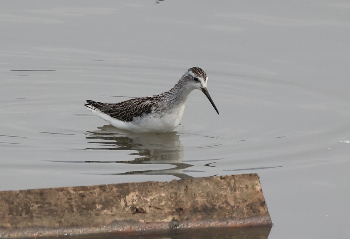 Marsh Sandpiper - ML604203891