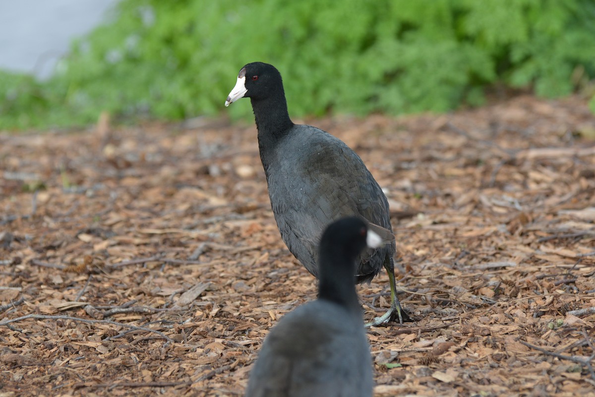 American Coot - ML604203951