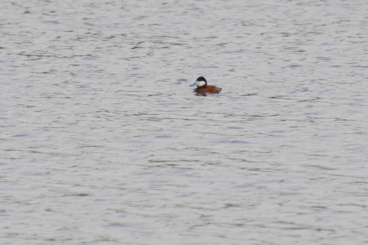 Ruddy Duck - ML604204121