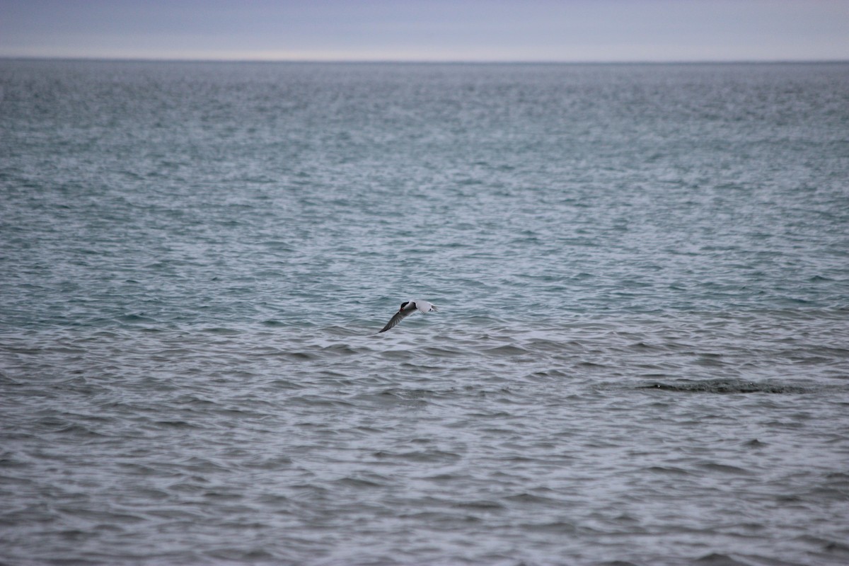 Common Tern - ML60420421