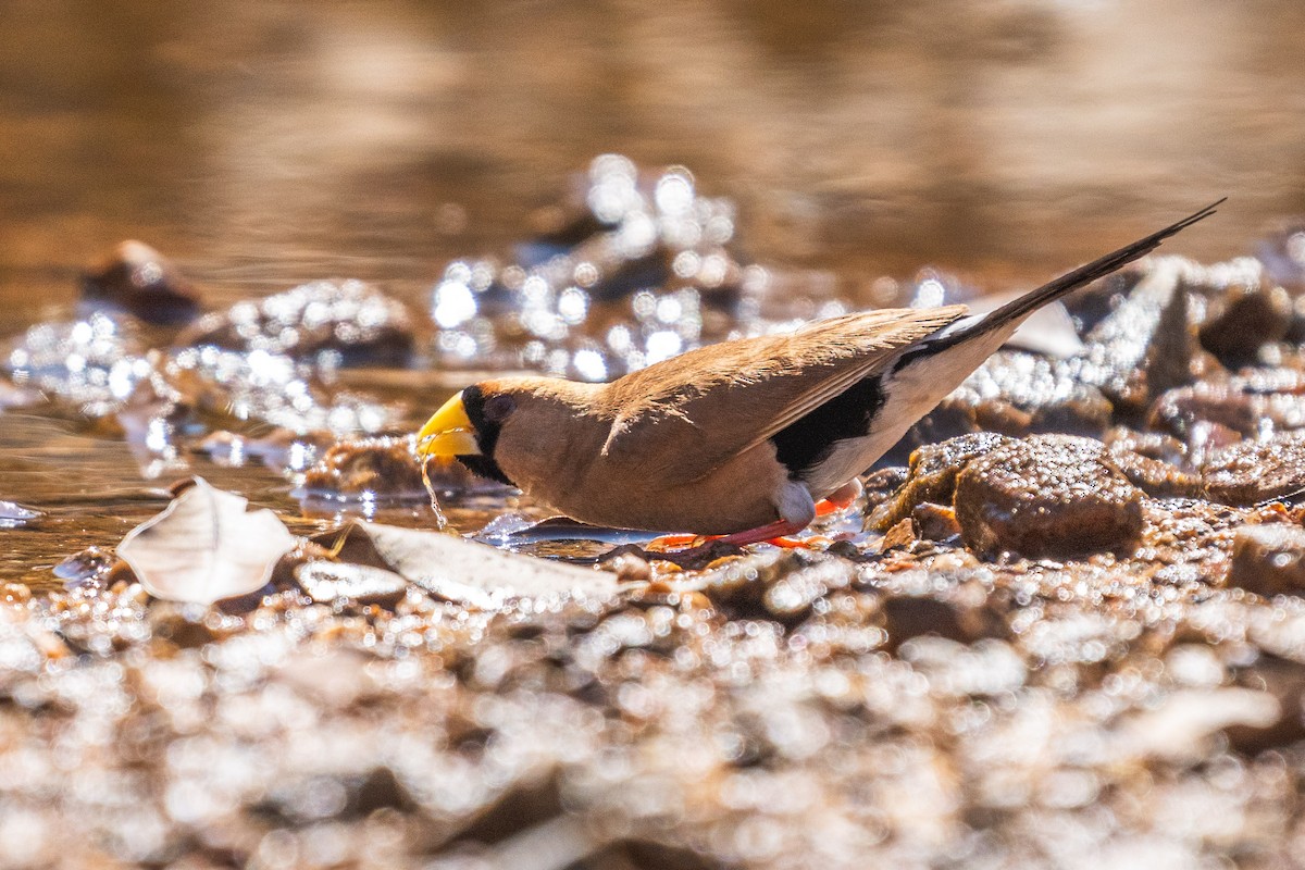 Masked Finch (Masked) - Duncan Henderson