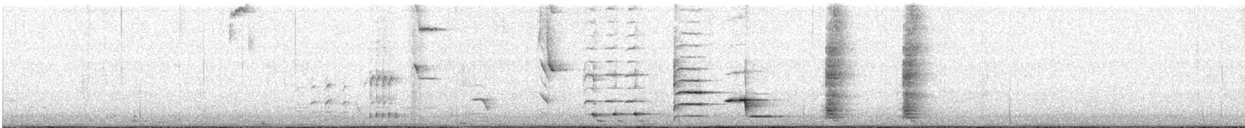 Méliphage tui ou M. carillonneur - ML604205961