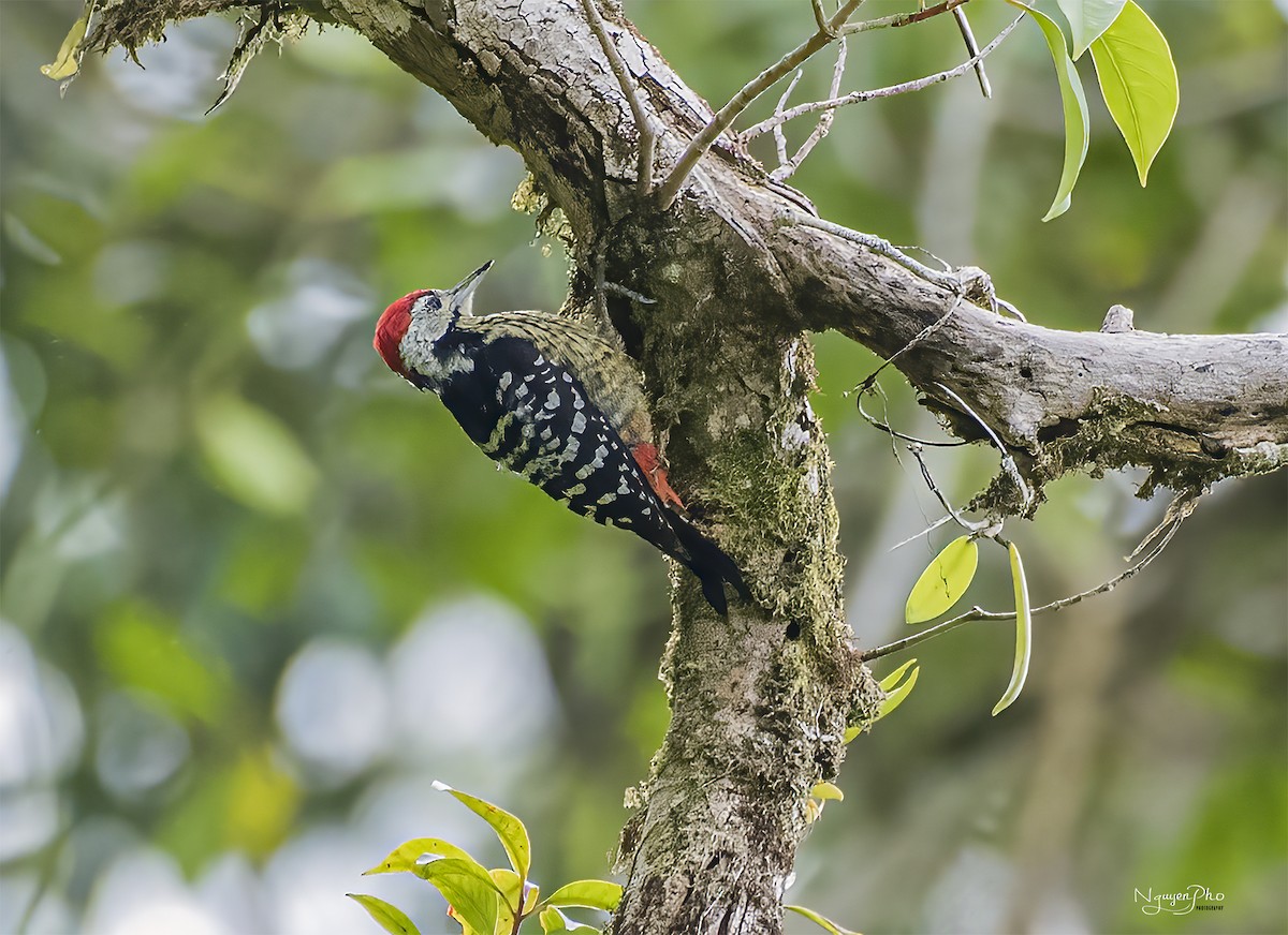 Stripe-breasted Woodpecker - Nguyen Pho
