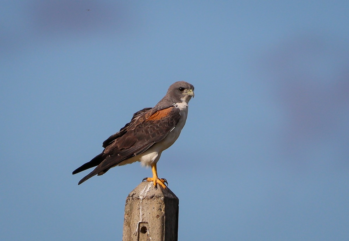 White-tailed Hawk - ML604208471