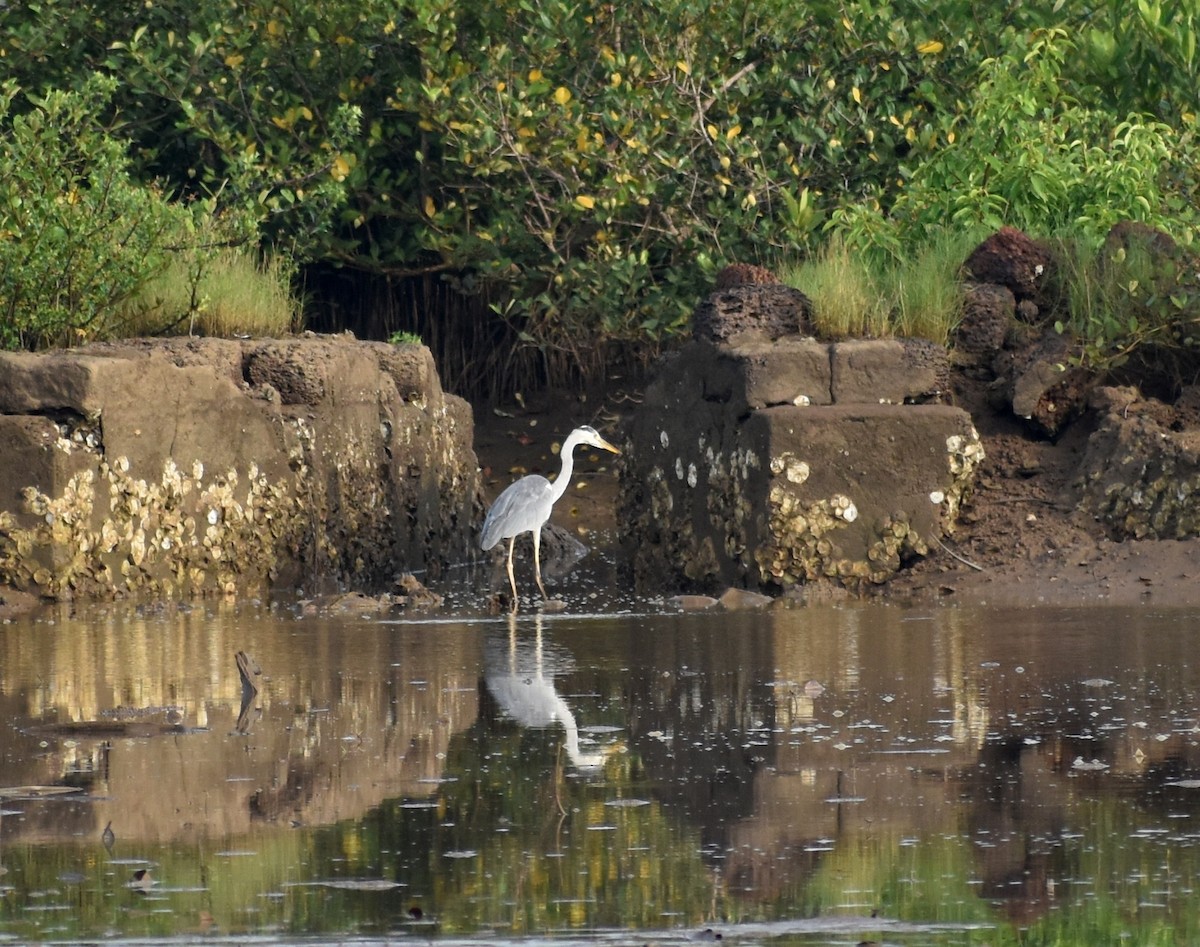 Gray Heron - ML604210971