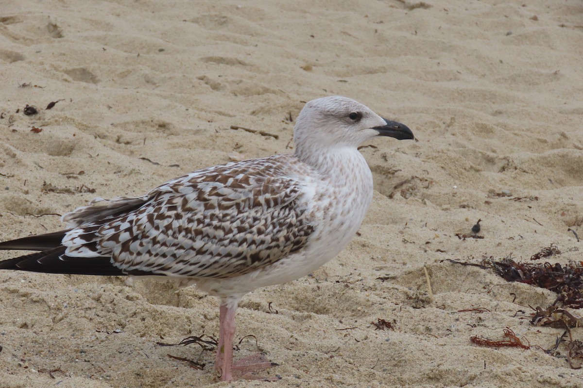 Great Black-backed Gull - Kathleen Rawdon