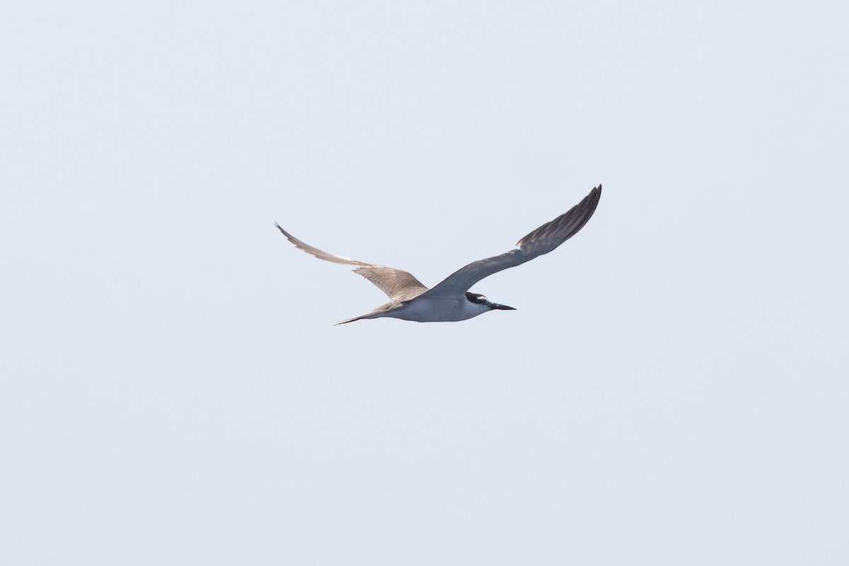 Bridled Tern - ML604213441