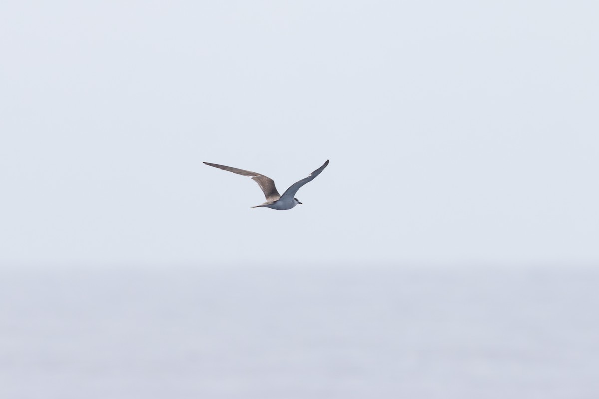 Bridled Tern - ML604213461