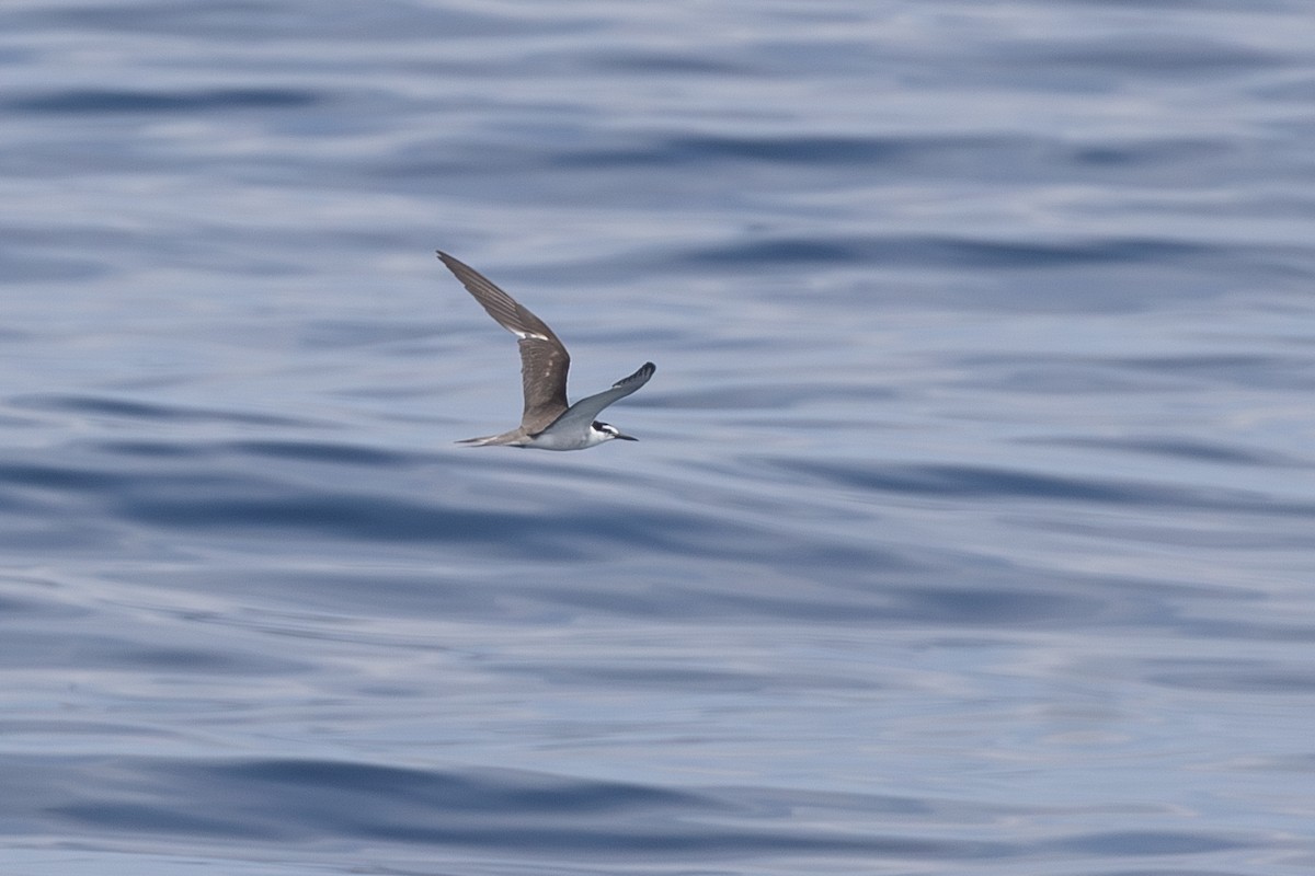 Bridled Tern - ML604213491