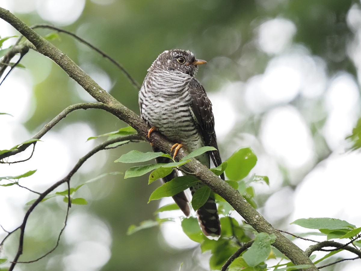 Common Cuckoo - Marianne KVE