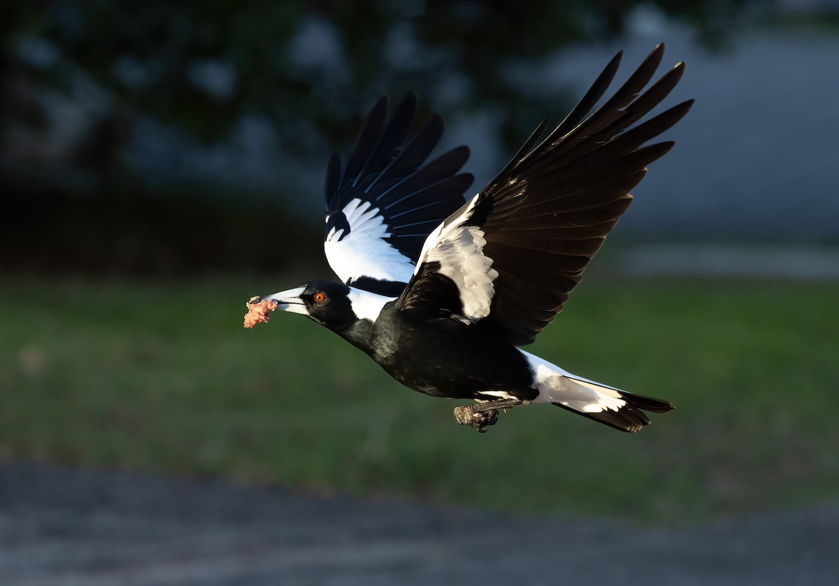 Australian Magpie - ML604215731