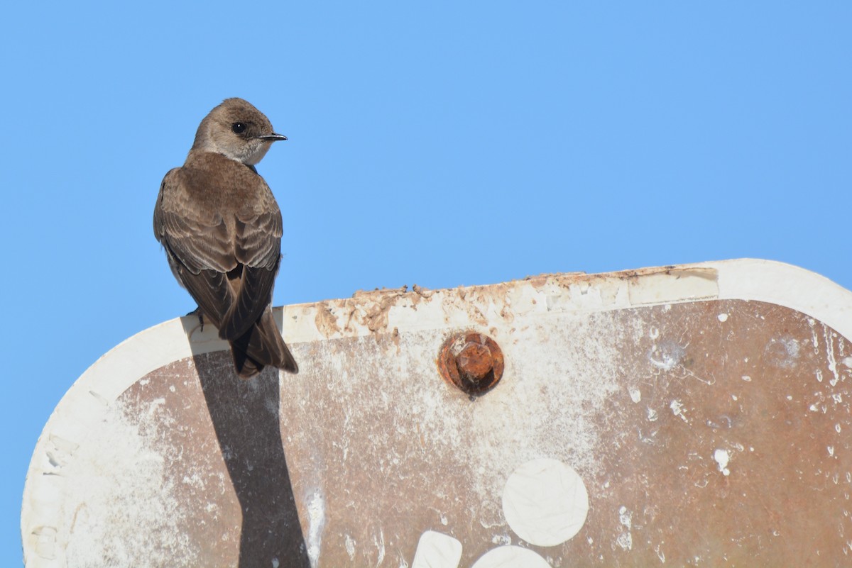 Northern Rough-winged Swallow - ML604215991