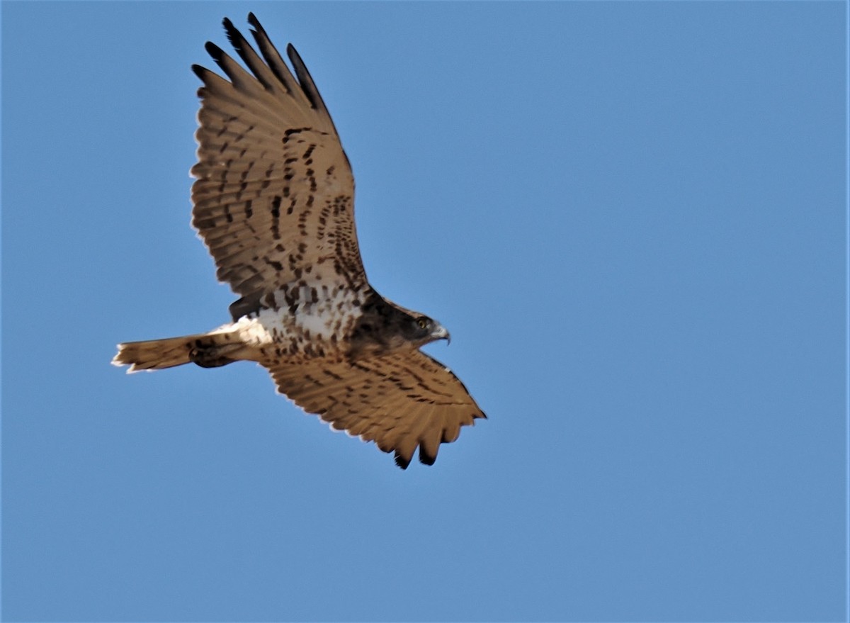 Culebrera Europea - ML604216461