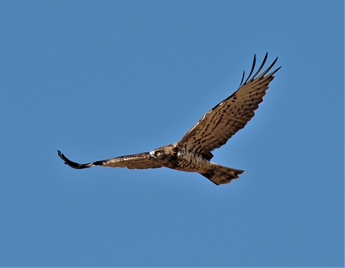 Short-toed Snake-Eagle - ML604216501