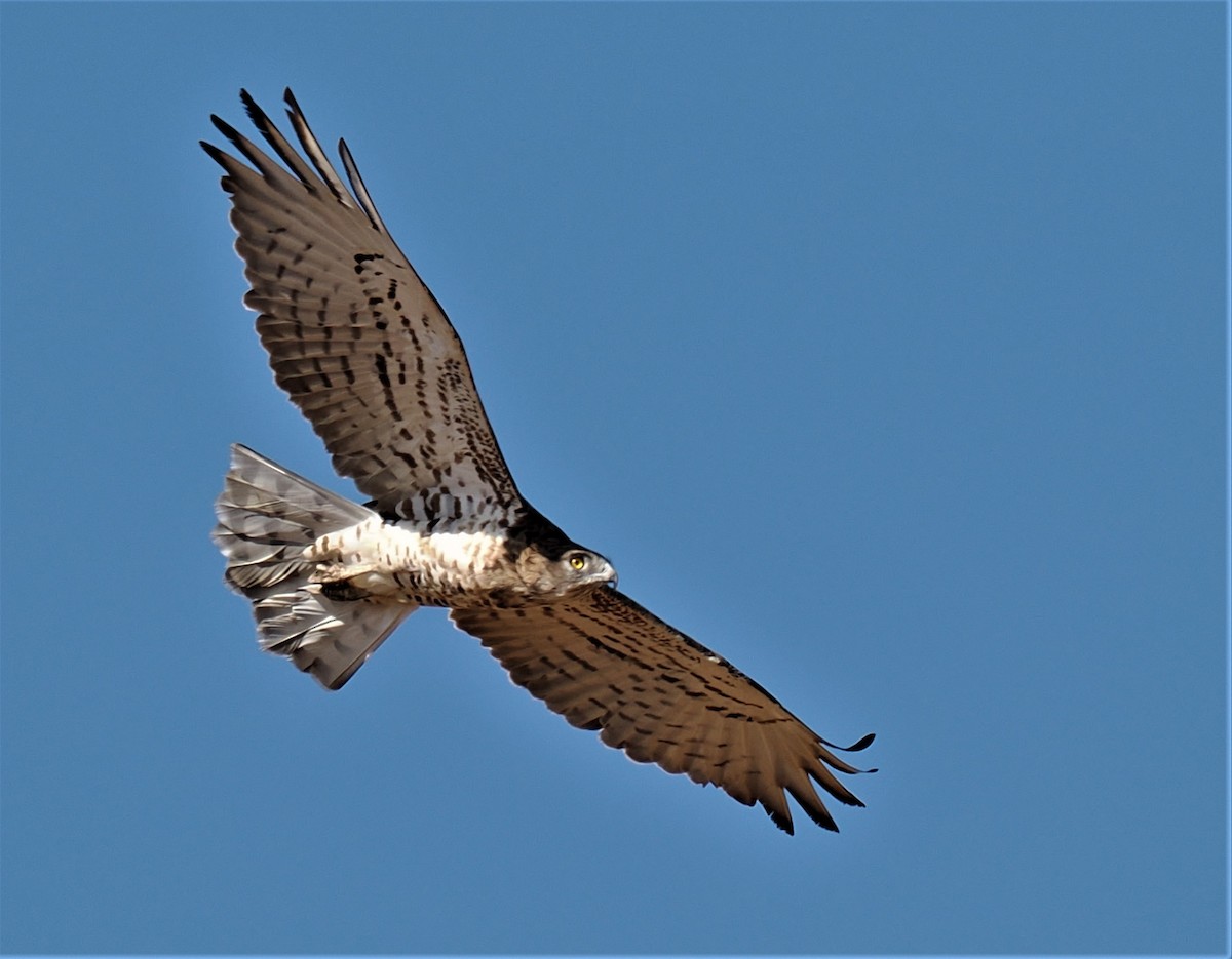 Short-toed Snake-Eagle - ML604216521