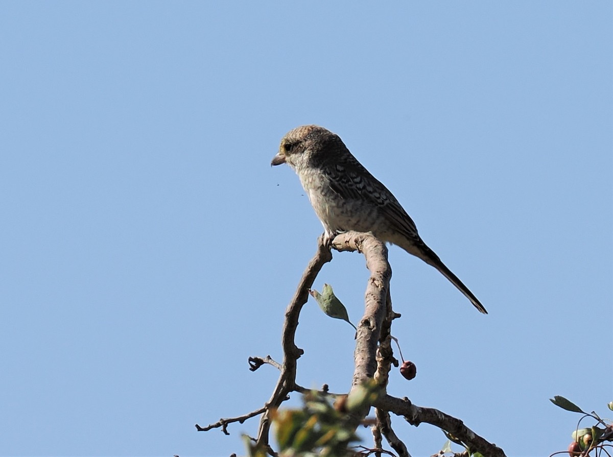 Woodchat Shrike - ML604216561
