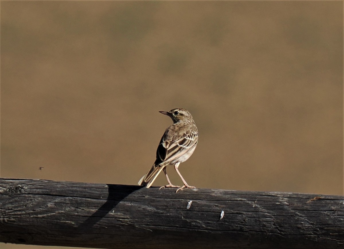 Tawny Pipit - ML604216621