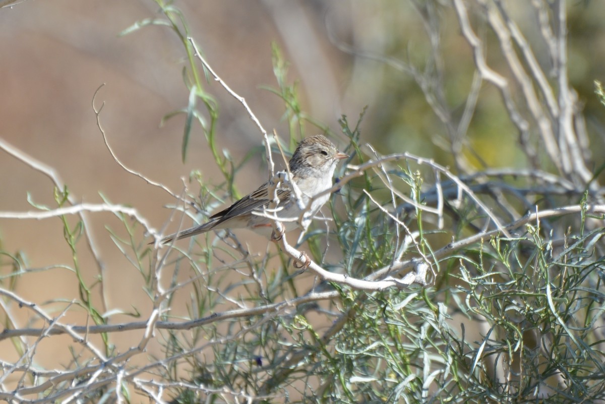 Brewer's Sparrow - ML604217131