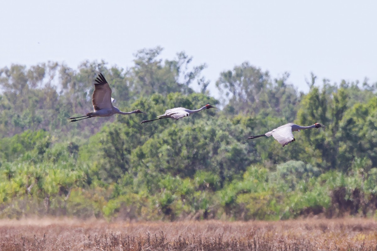 Grulla Brolga - ML604217201