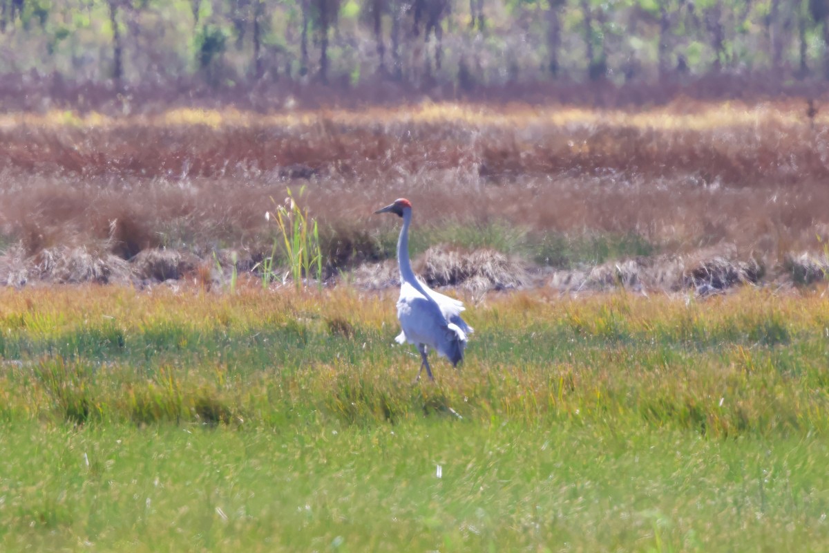 Grue brolga - ML604217211