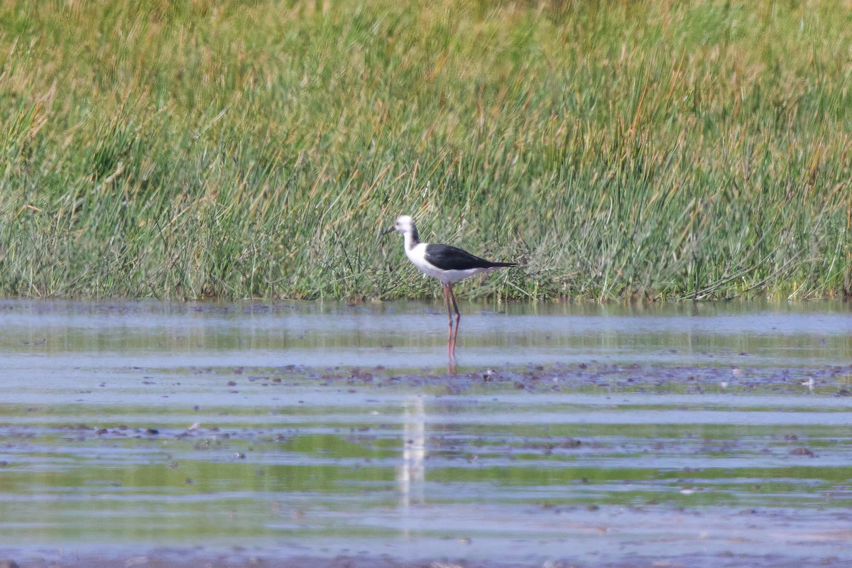 Pied Stilt - ML604217231