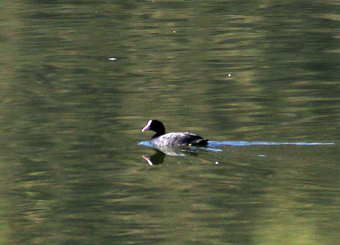 Eurasian Coot - ML604217541