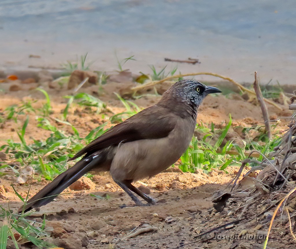 Black-faced Babbler - ML604217671