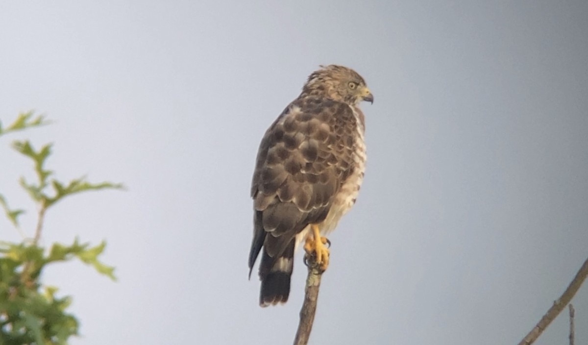 Broad-winged Hawk - ML604218701