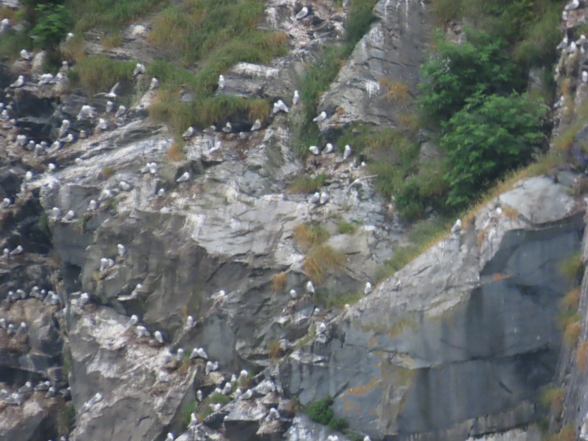 Black-legged Kittiwake - ML604218891