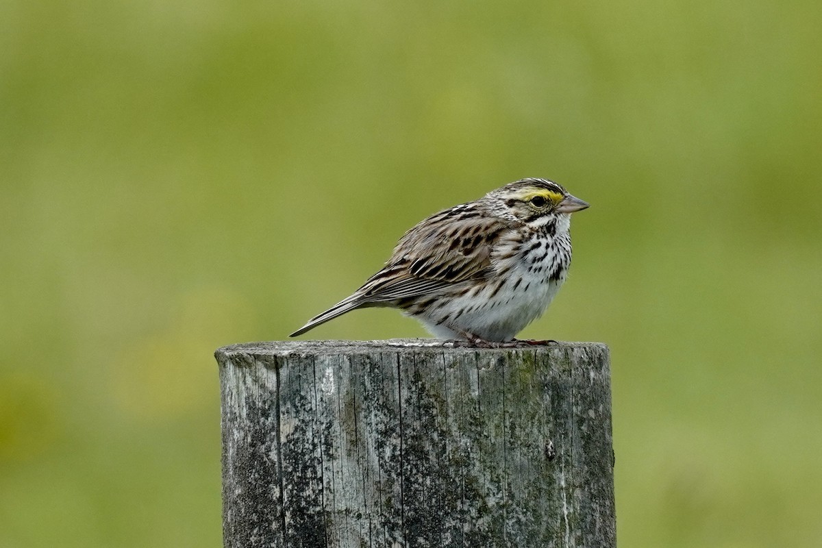 Savannah Sparrow - ML604219501