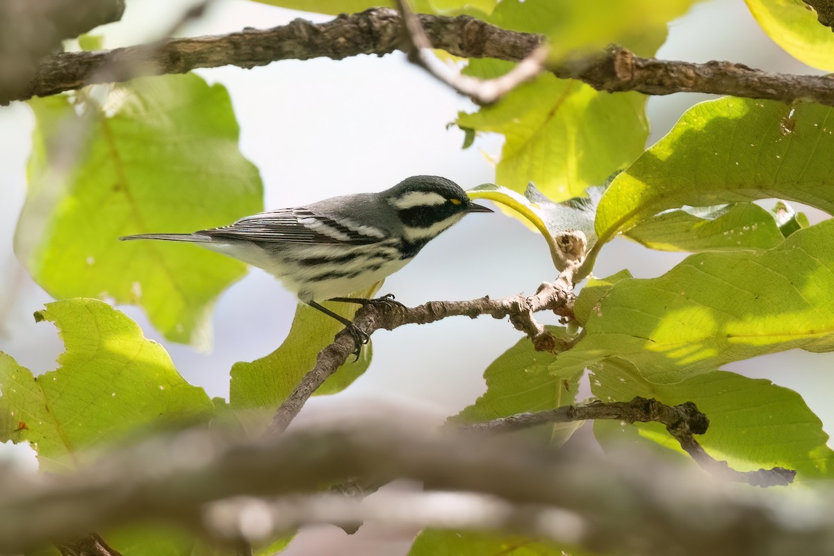 Black-throated Gray Warbler - ML604219741