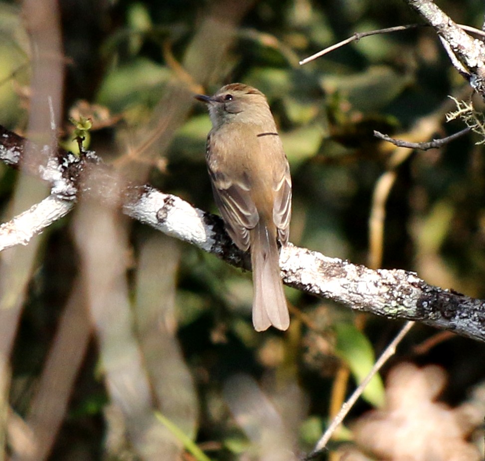 Fuscous Flycatcher (Fuscous) - ML604221441