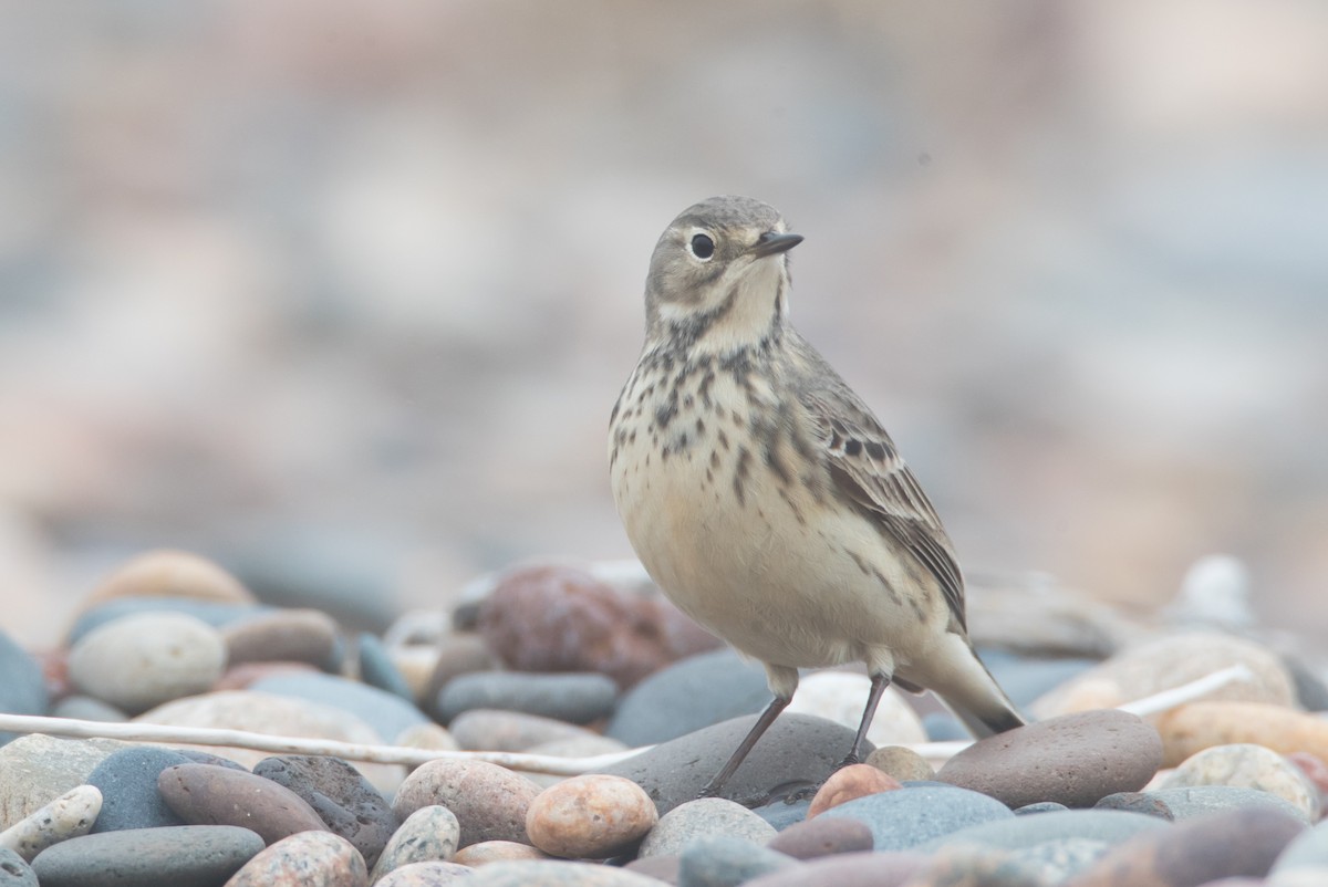 Pipit d'Amérique - ML60422221