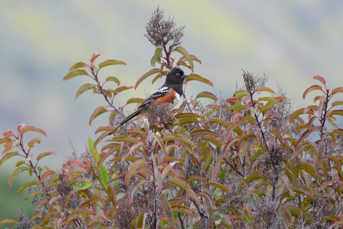 Spotted Towhee - Henry Cook