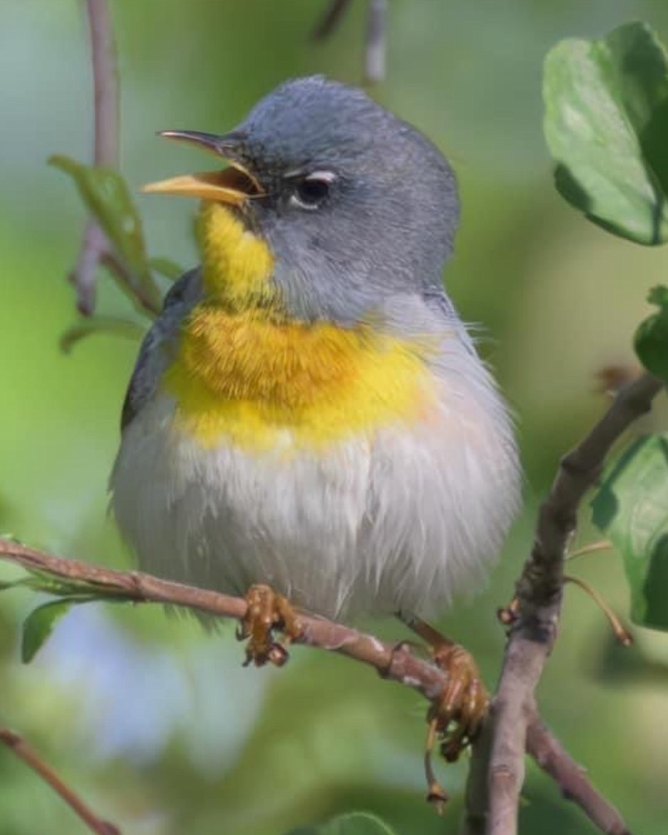 Northern Parula - ML604223391