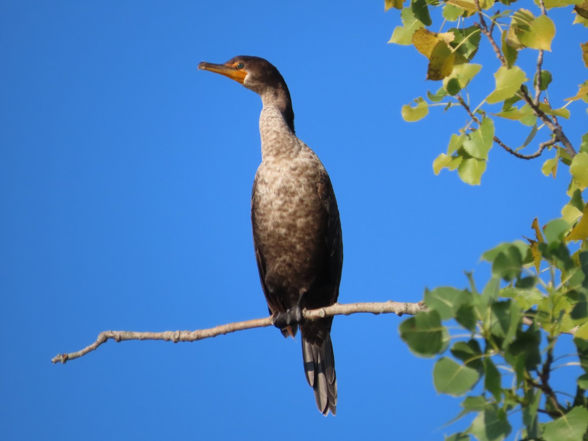 Double-crested Cormorant - Christopher Hollister