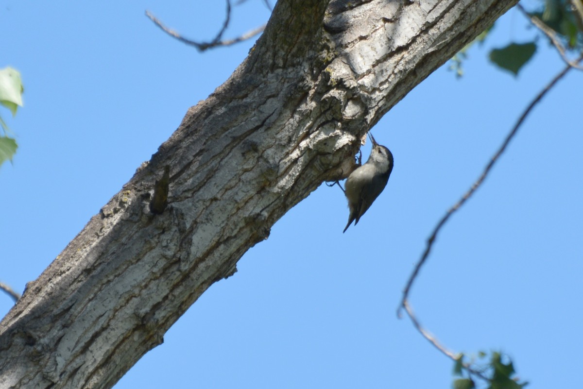 White-breasted Nuthatch - ML604223601