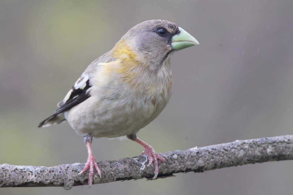 Evening Grosbeak - County Lister Brendan
