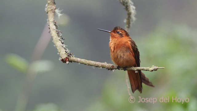 Colibrí Cobrizo - ML604226111