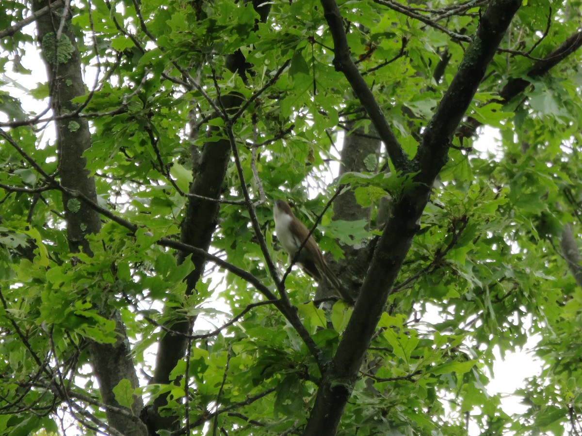 Black-billed Cuckoo - ML60422661