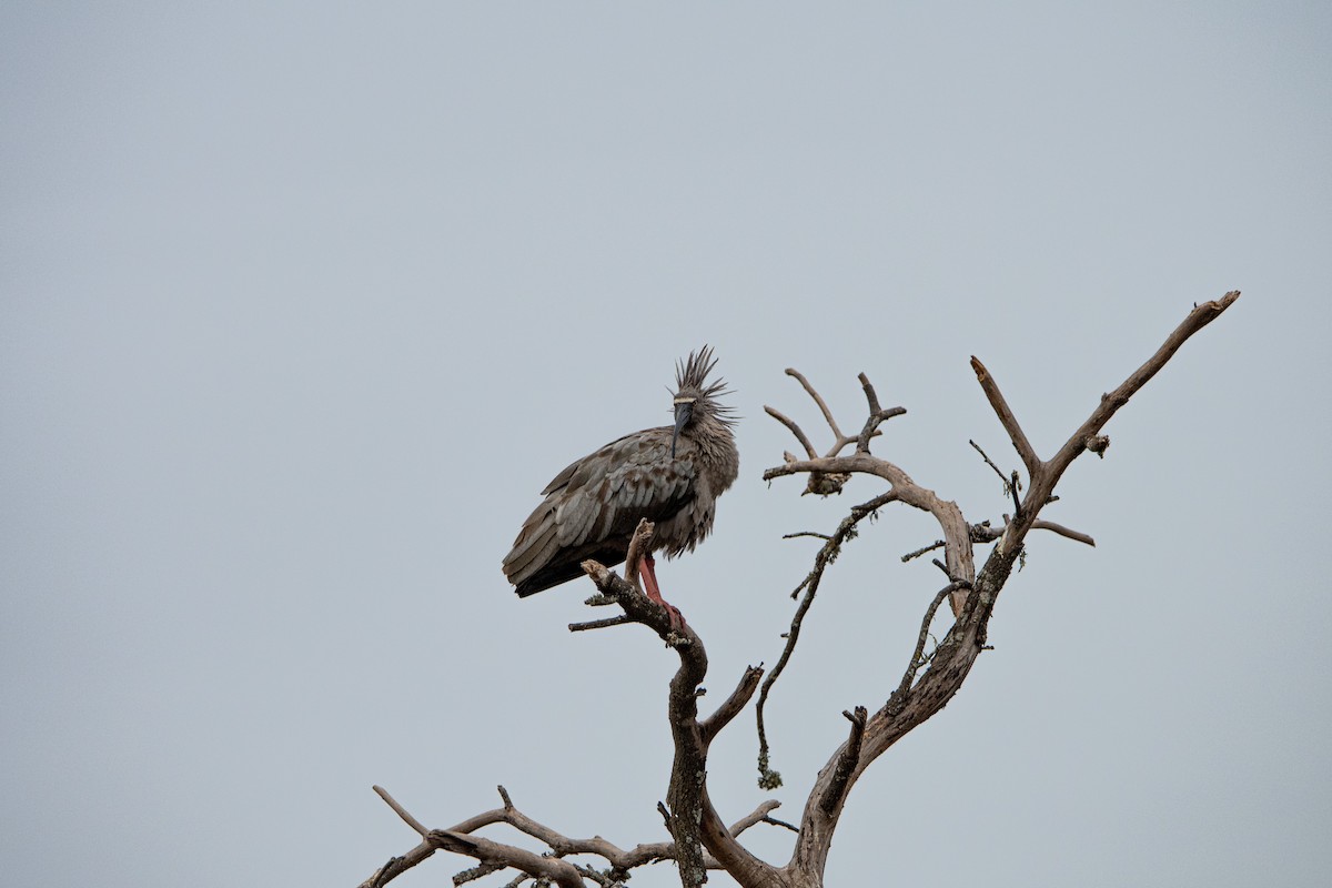 Plumbeous Ibis - Christian Williams