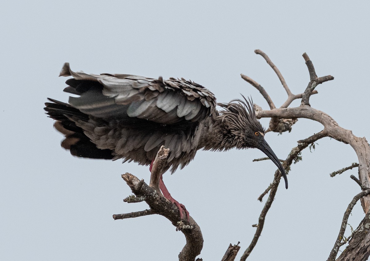 Plumbeous Ibis - ML604226721