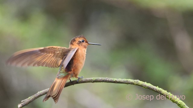 Colibrí Cobrizo - ML604227261