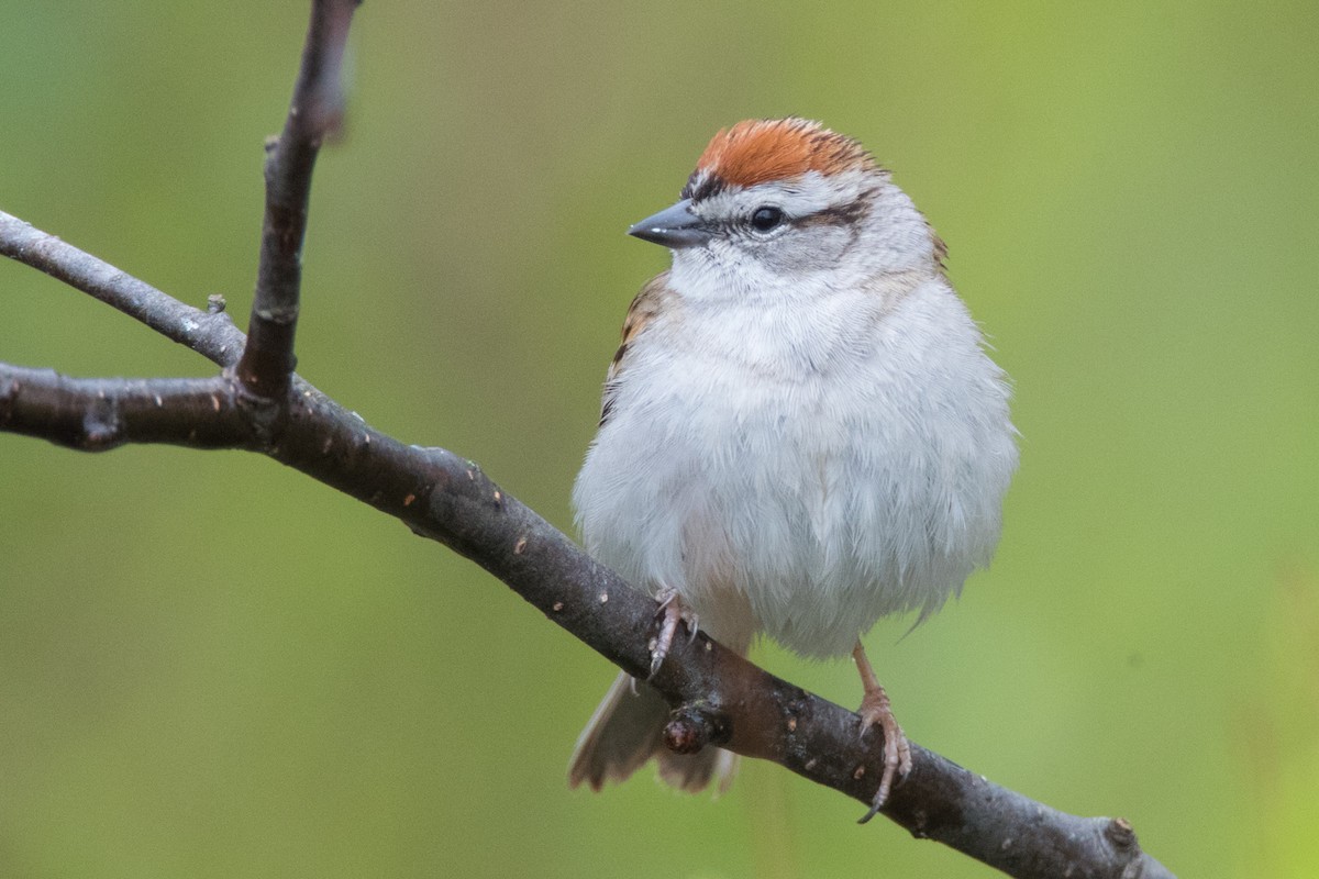 Chipping Sparrow - County Lister Brendan